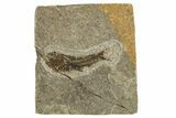 Oligocene Fossil Lanternfish (Eomyctophum) - Poland #320582-1